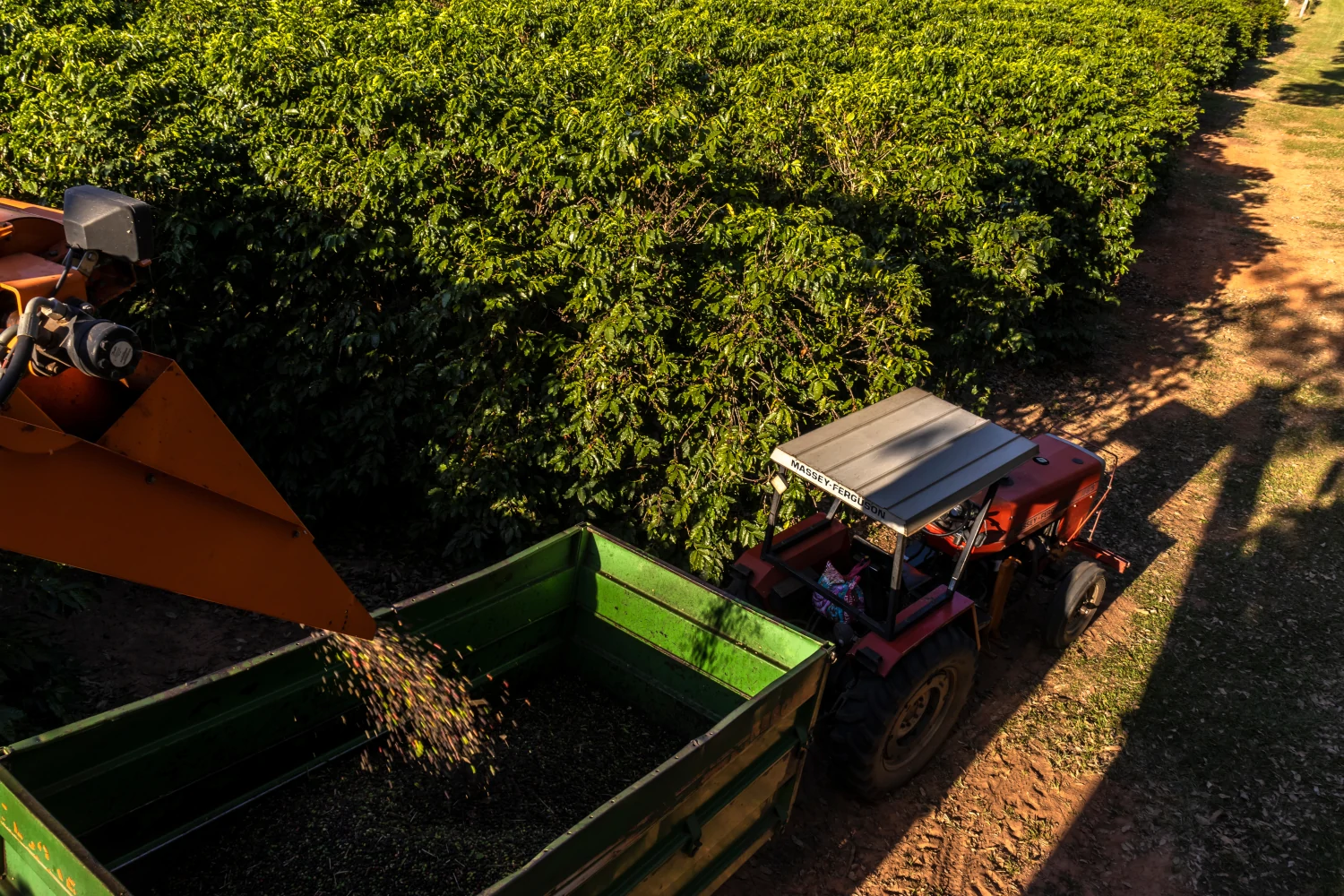 Tress Kaffee, Erntemaschine kippt die geernteten Kaffeebohnen in einen Waggon, der das Produkt zum Waschen transportieren wird. Mechanisierte Ernte von Kaffee auf einer Farm in Brasilien