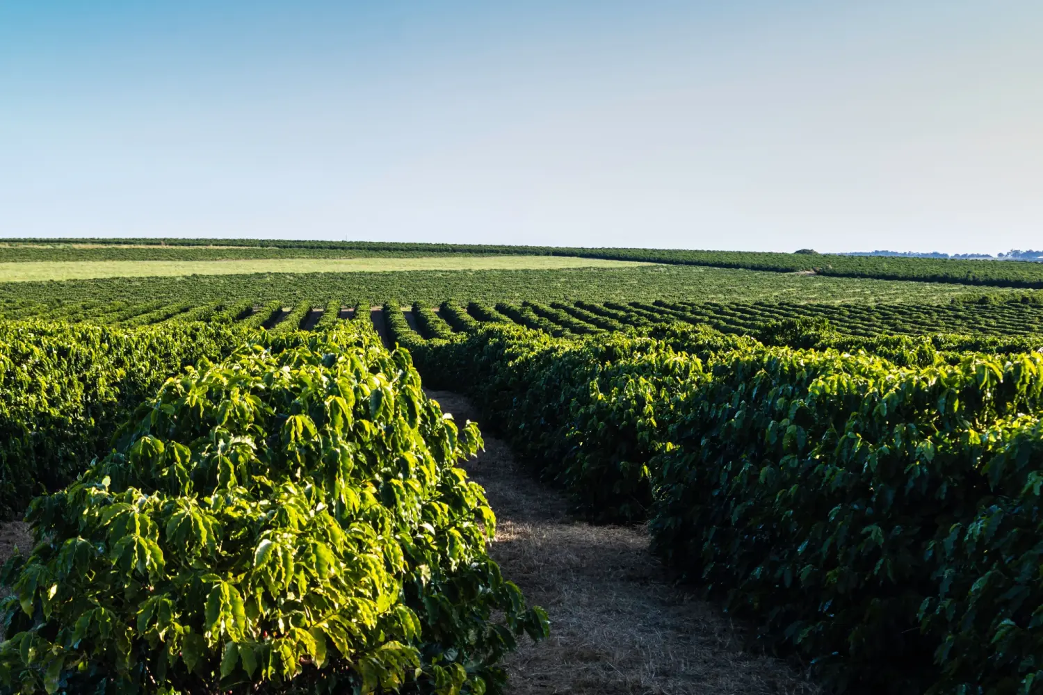 Tress Kaffee, Blick auf eine Kaffeeplantage mit reifen Früchten auf einer Farm in Brasilien