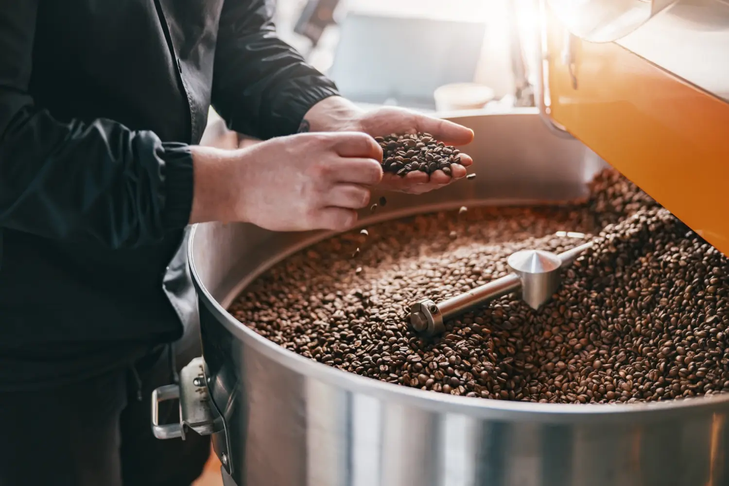 Tress Kaffee, männlicher Meister, prüft die Qualität der gerösteten Kaffeebohnen in einer kleinen Fabrik. Nahaufnahme